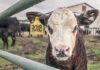 Čína zastavila dovoz hovězího masa z Velké Británie. Obává se nemoci šílených krav