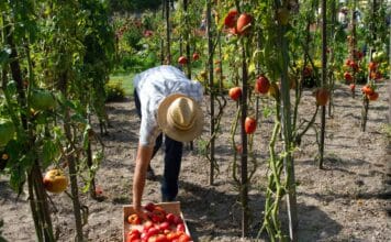 produkce rajčat v Kalifornii
