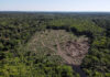Odlesňování Amazonie